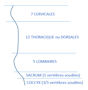Colonne Vertébrale