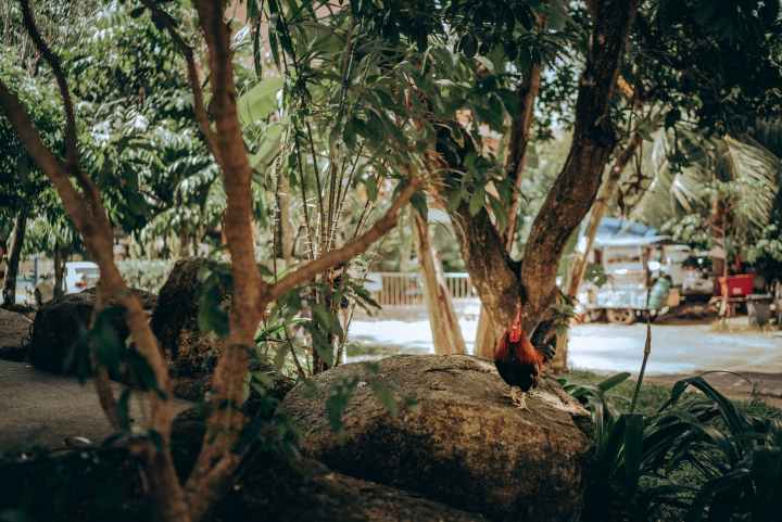 black and brown asil chicken standing on brown stone fragment